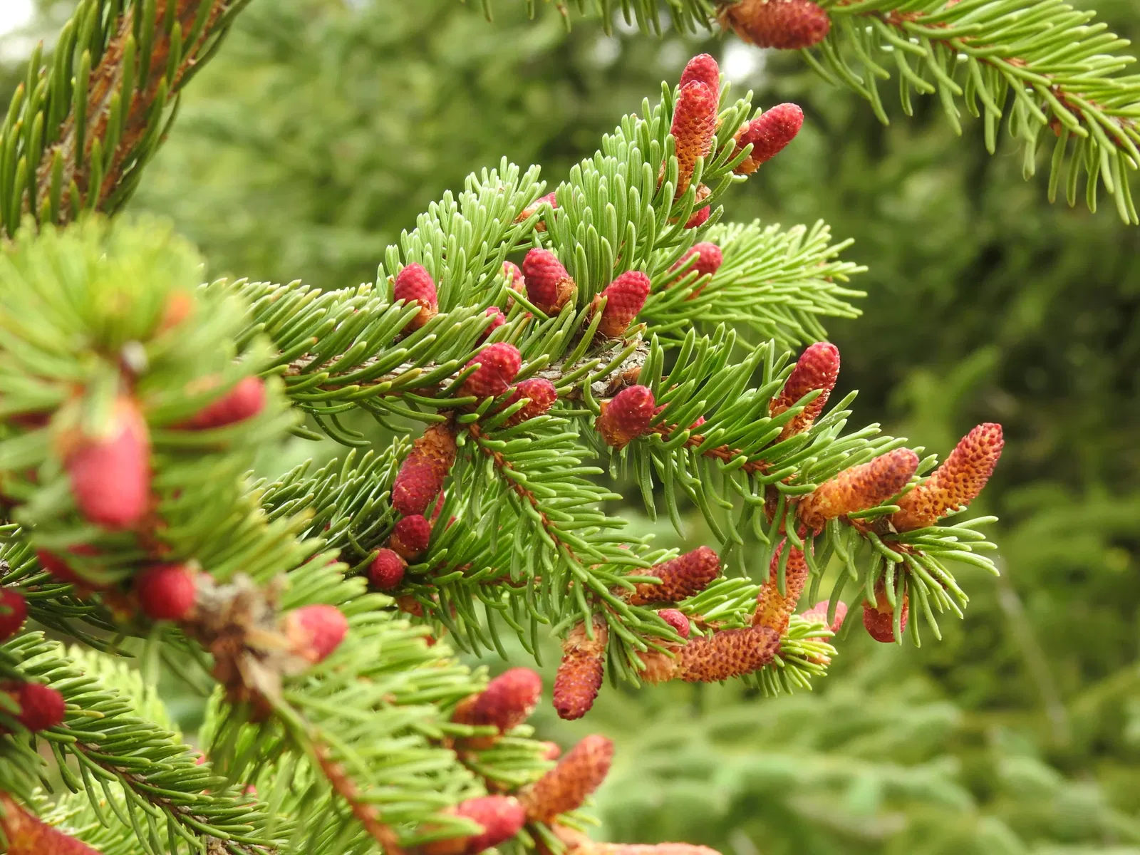 Jardin Botanique de Castilla-La Mancha