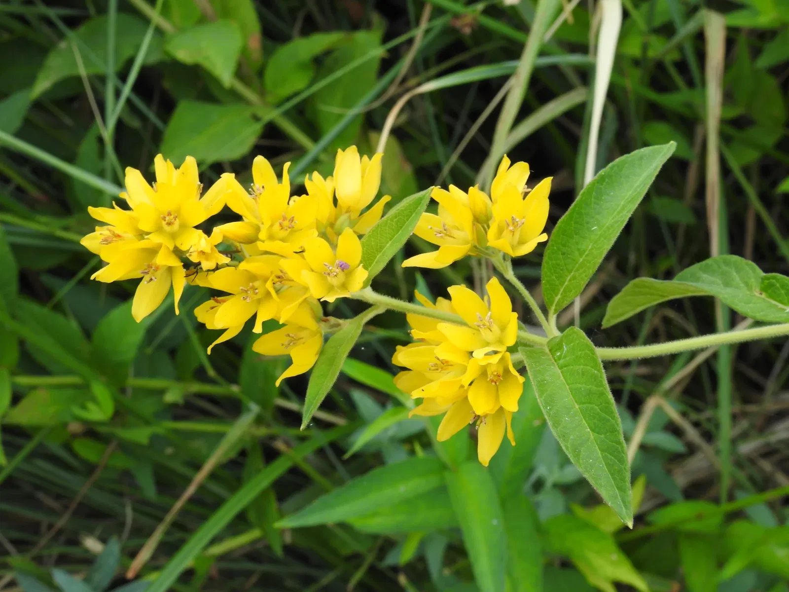 Botanic Garden of Castilla-La Mancha