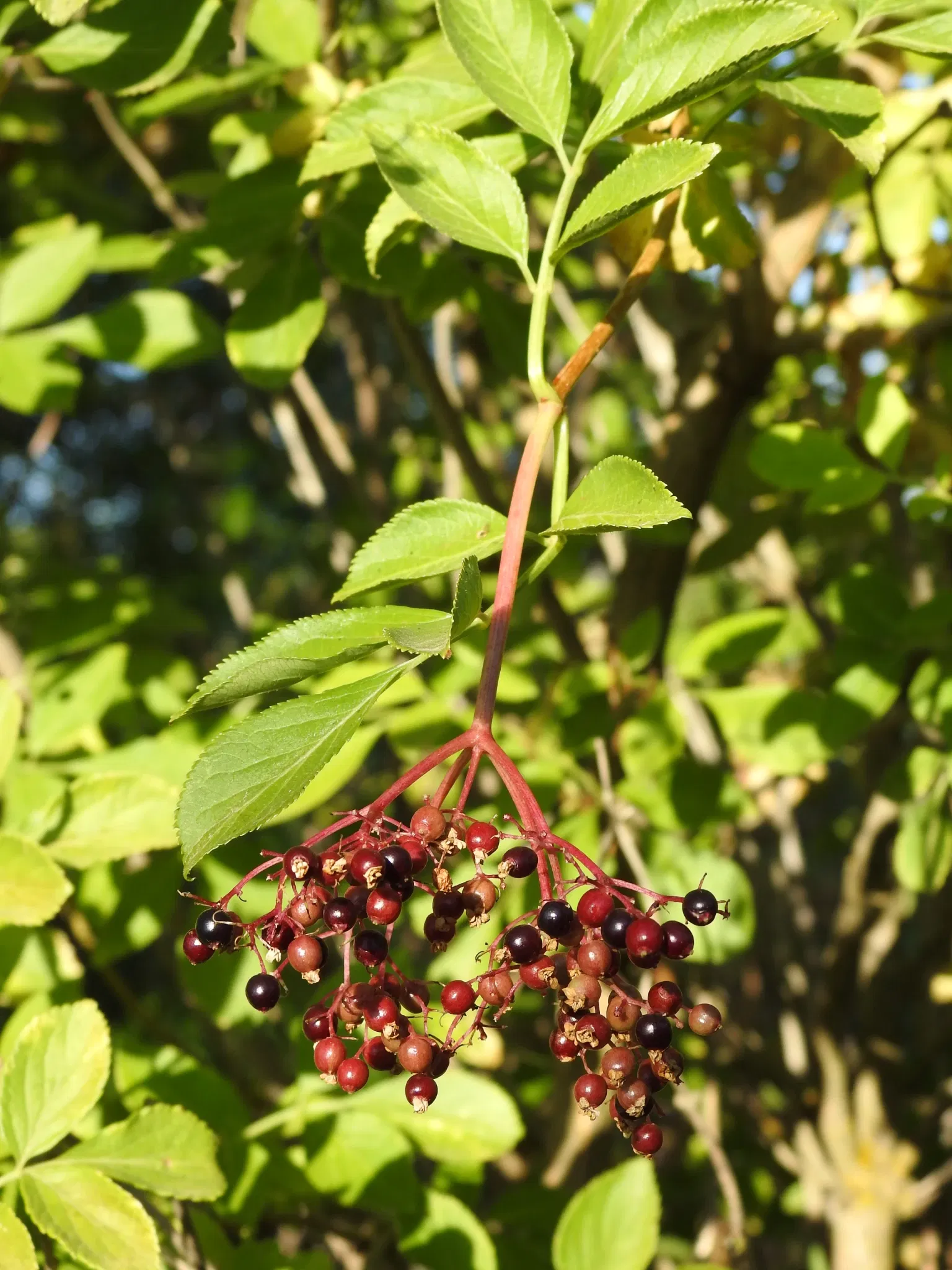 Botanic Garden of Castilla-La Mancha