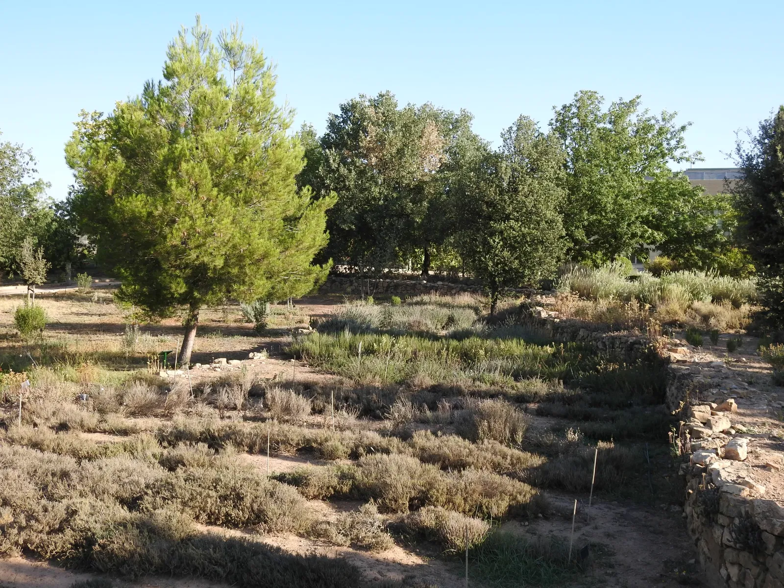 Botanic Garden of Castilla-La Mancha