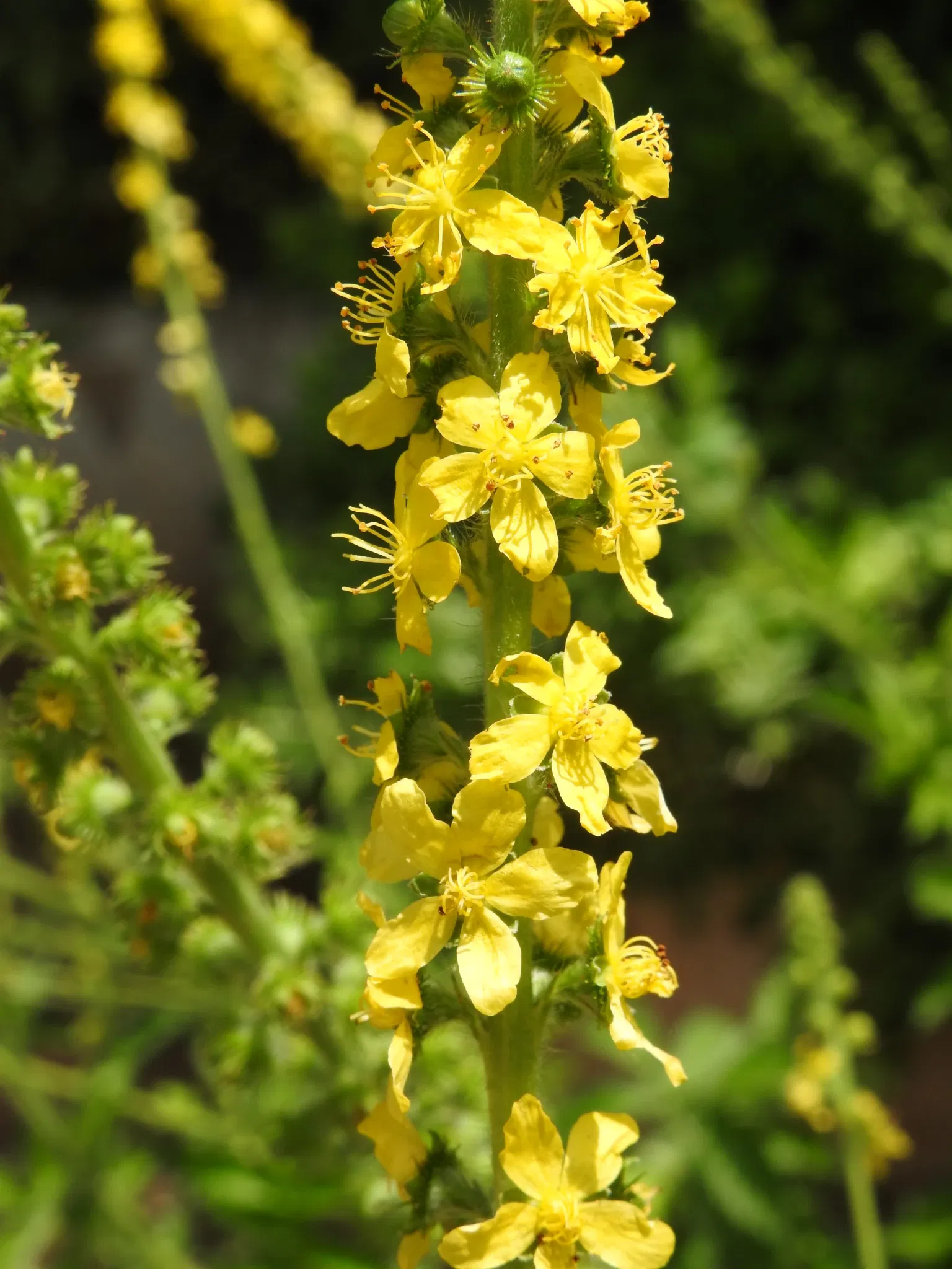 Jardín Botánico de Castilla-La Mancha