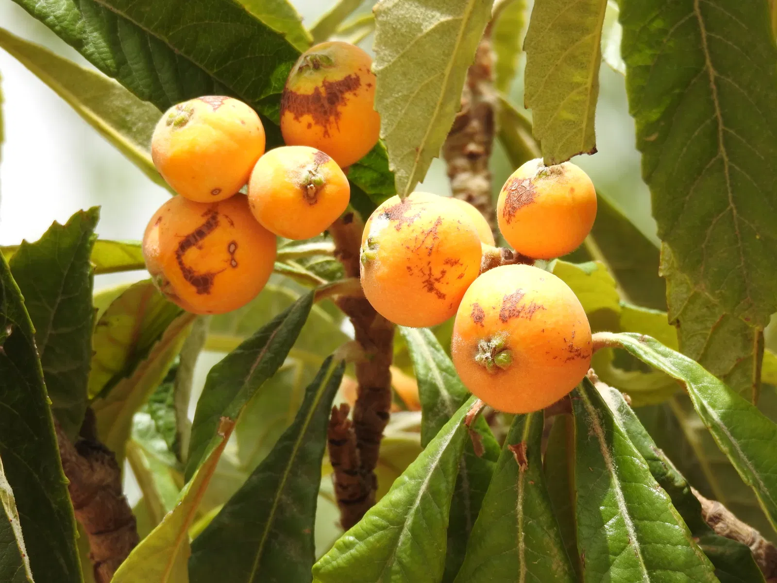 Orto Botanico di Castilla-La Mancha