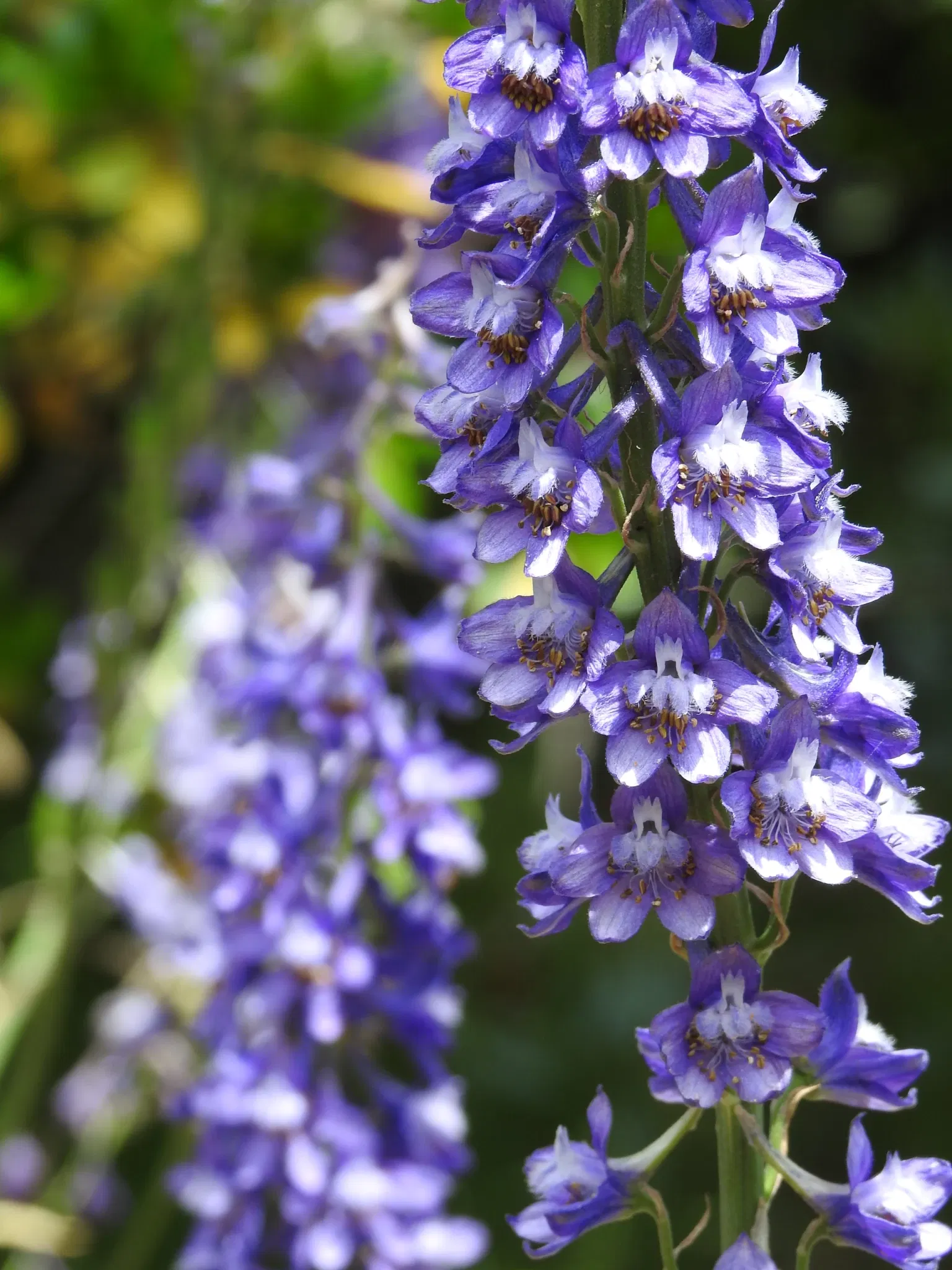 Jardín Botánico de Castilla-La Mancha
