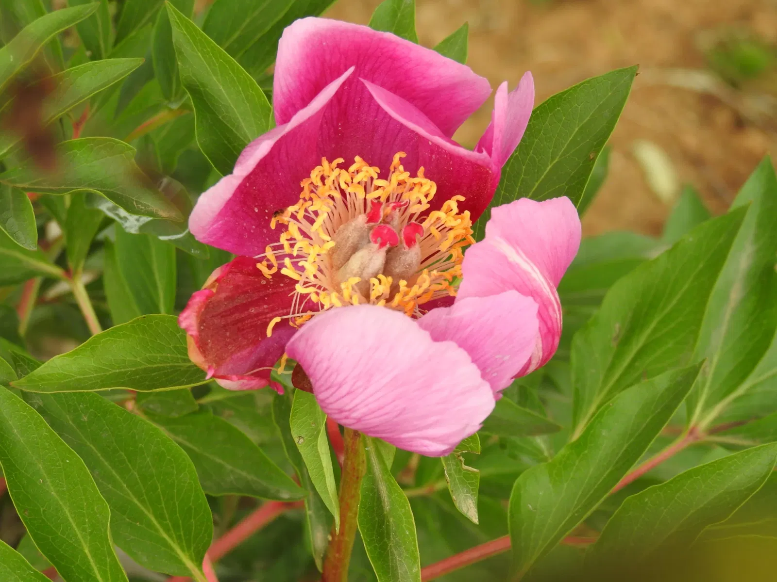 Orto Botanico di Castilla-La Mancha