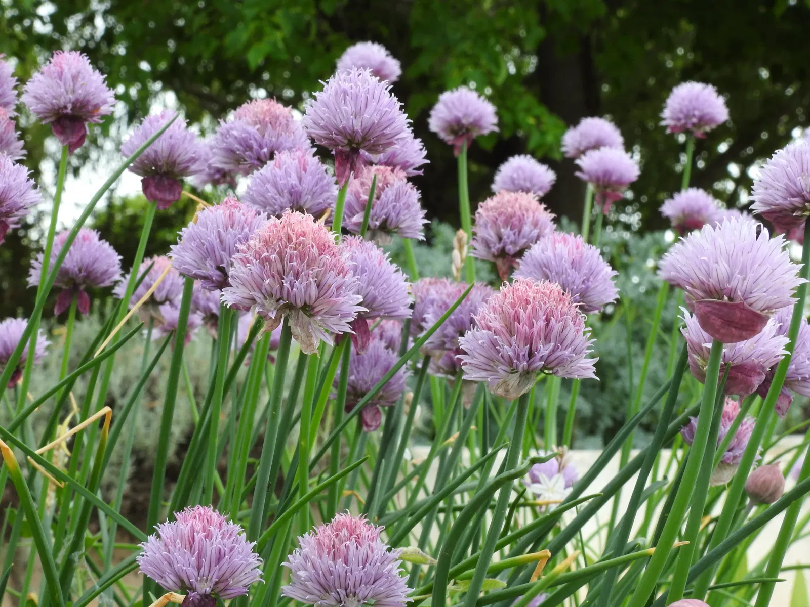 Jardín Botánico de Castilla-La Mancha