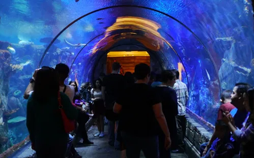 Shark Reef Aquarium at Mandalay Bay