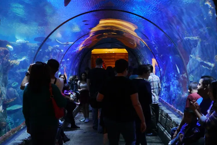 Shark Reef Aquarium at Mandalay Bay