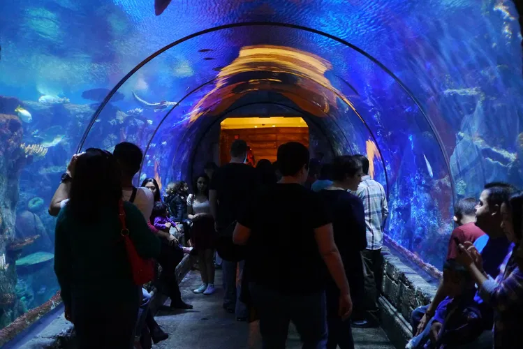 Shark Reef at Mandalay Bay