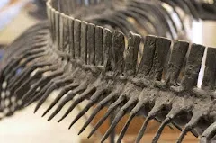 Museum of Geology @ SD Mines