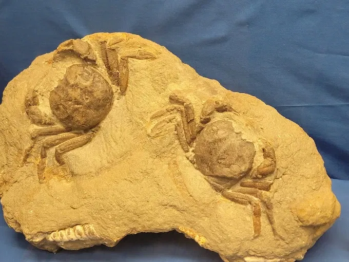 Museum of Geology @ SD Mines