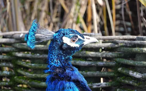 La Volière de l'Impérial