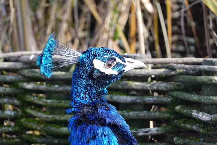 La Volière de l'Impérial