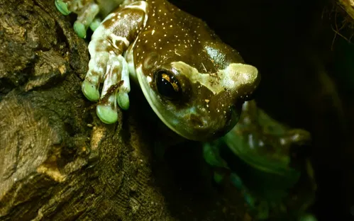 Insectarium de Lizio