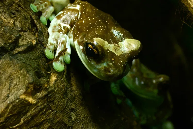 Insectarium de Lizio