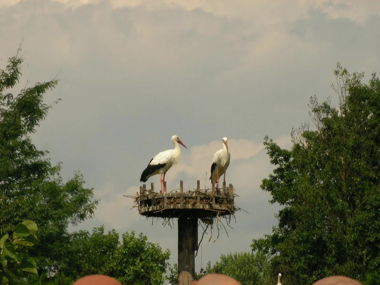 Storks Park