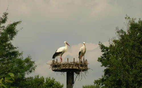 Storks Park