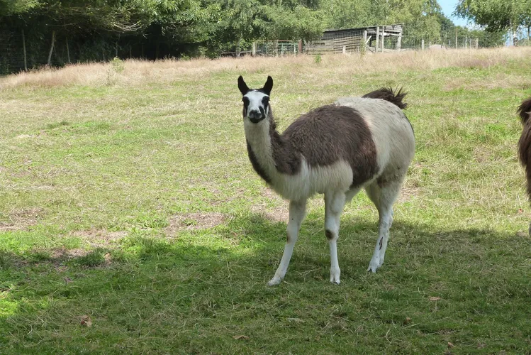 Animal Park of Pradinas