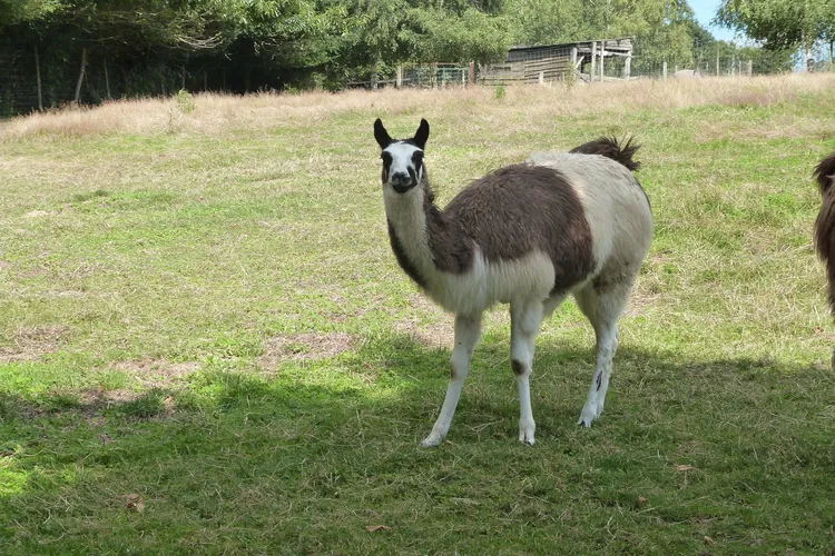 Parc Animalier du Ségala