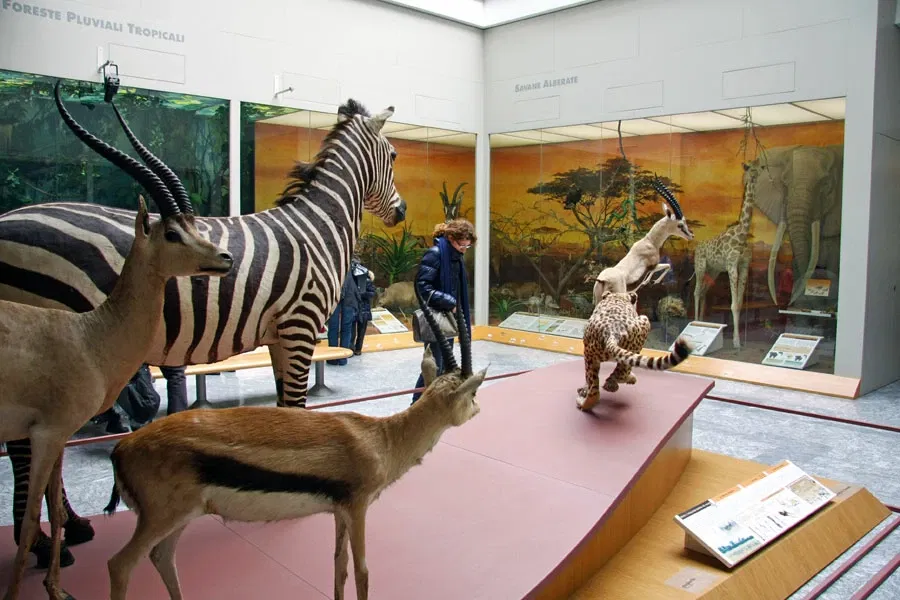 Faraggiana Ferrandi Natural History Museum