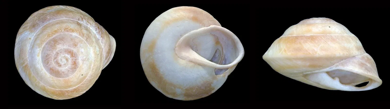 Edgar Clerc Caribbean Heritage Museum