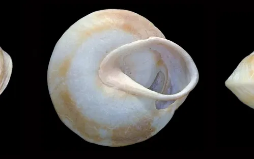 Edgar Clerc Caribbean Heritage Museum