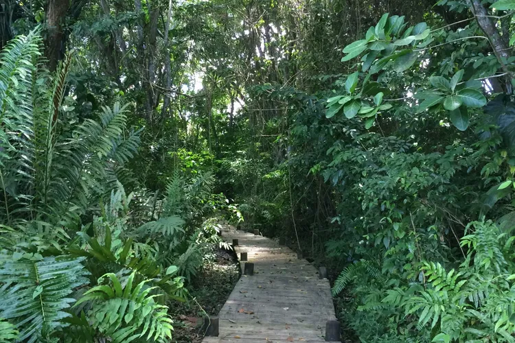 Maison de la Mangrove