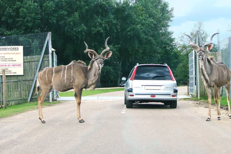 Thoiry ZooSafari