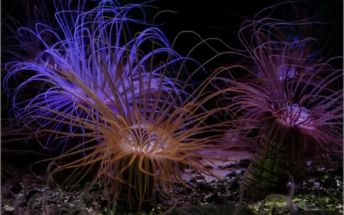 Océarium du Croisic