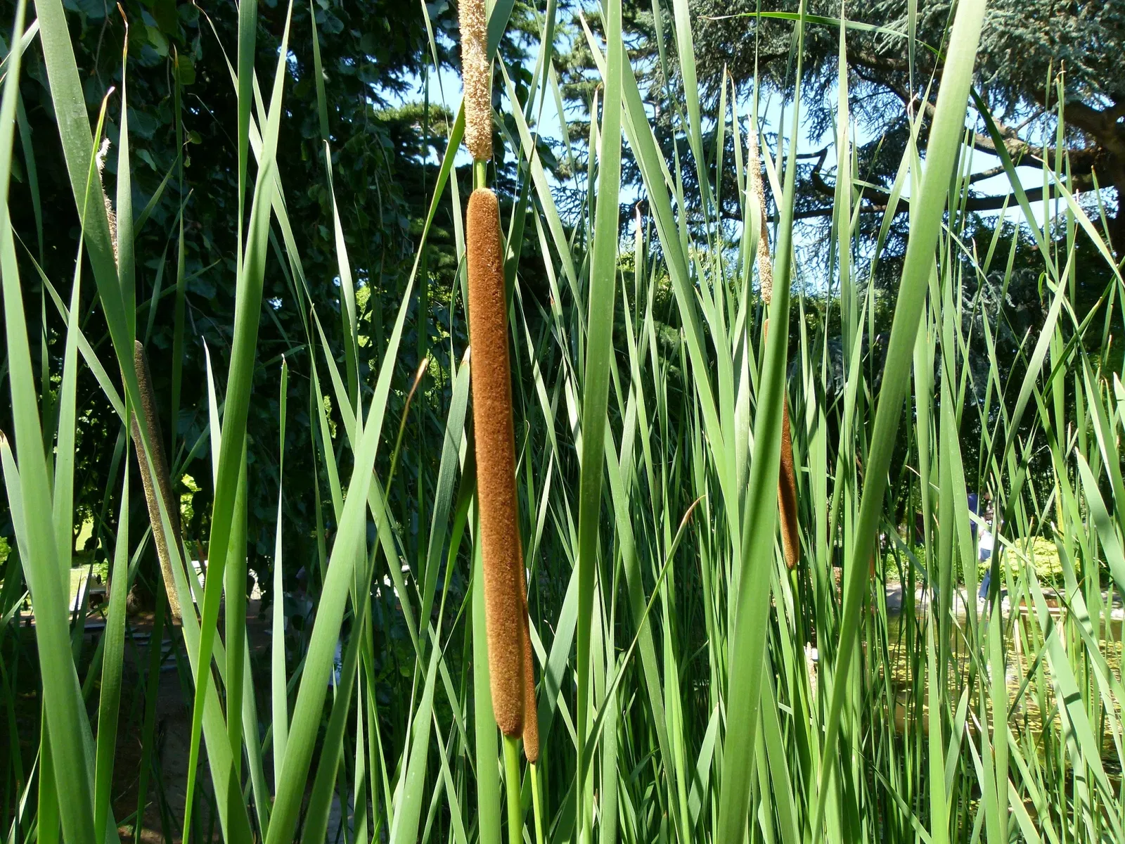 Albert-Kahn Museum and Garden