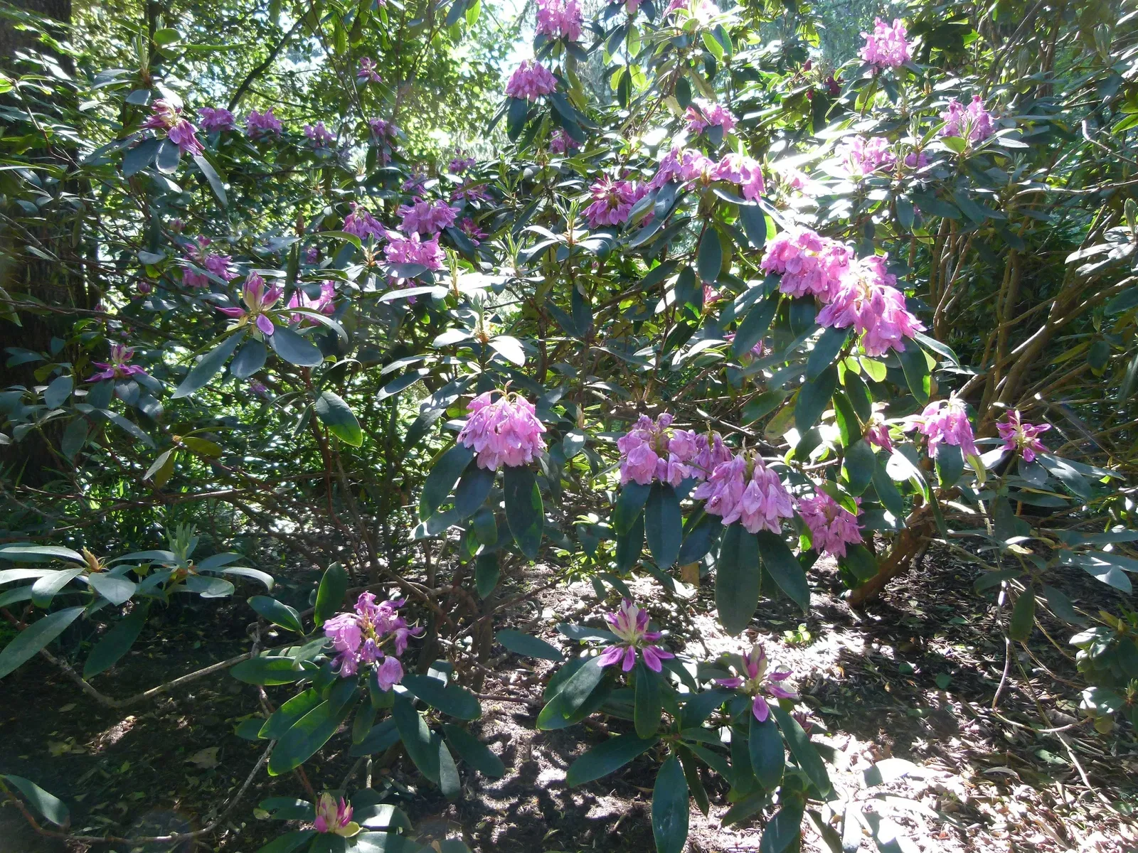 Albert-Kahn Museum and Garden