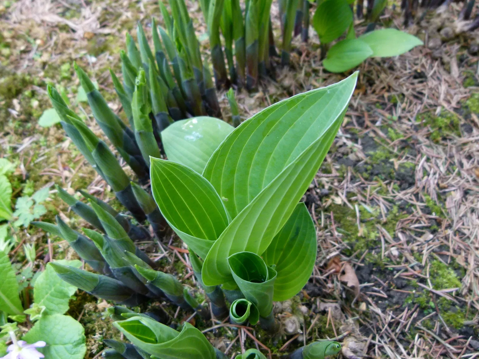 Musée Départemental Albert-Kahn