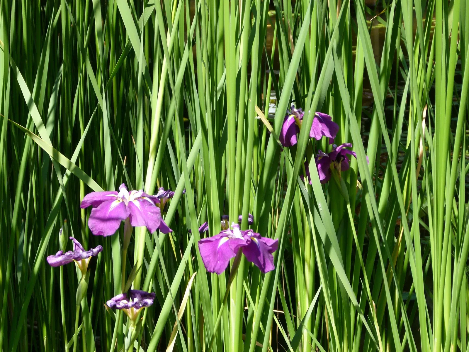 Albert-Kahn Museum and Garden