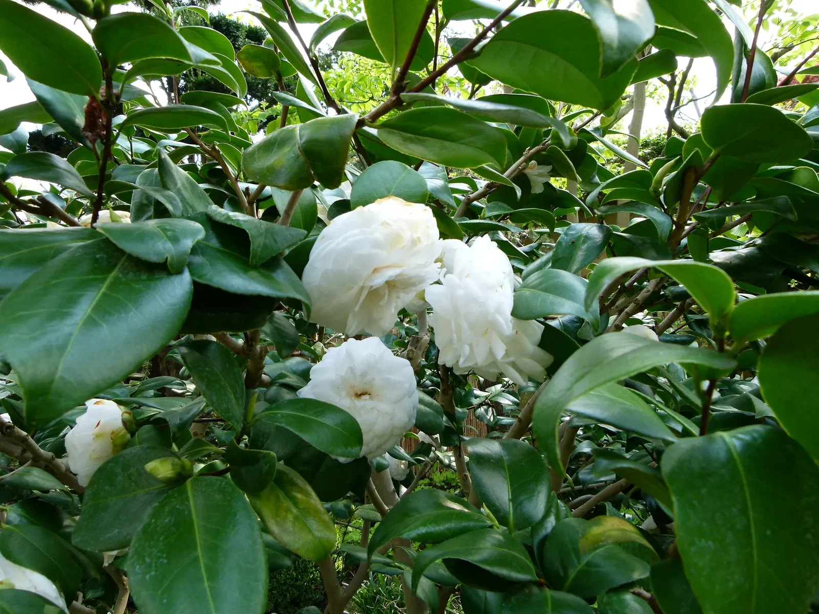 Musée Départemental Albert-Kahn