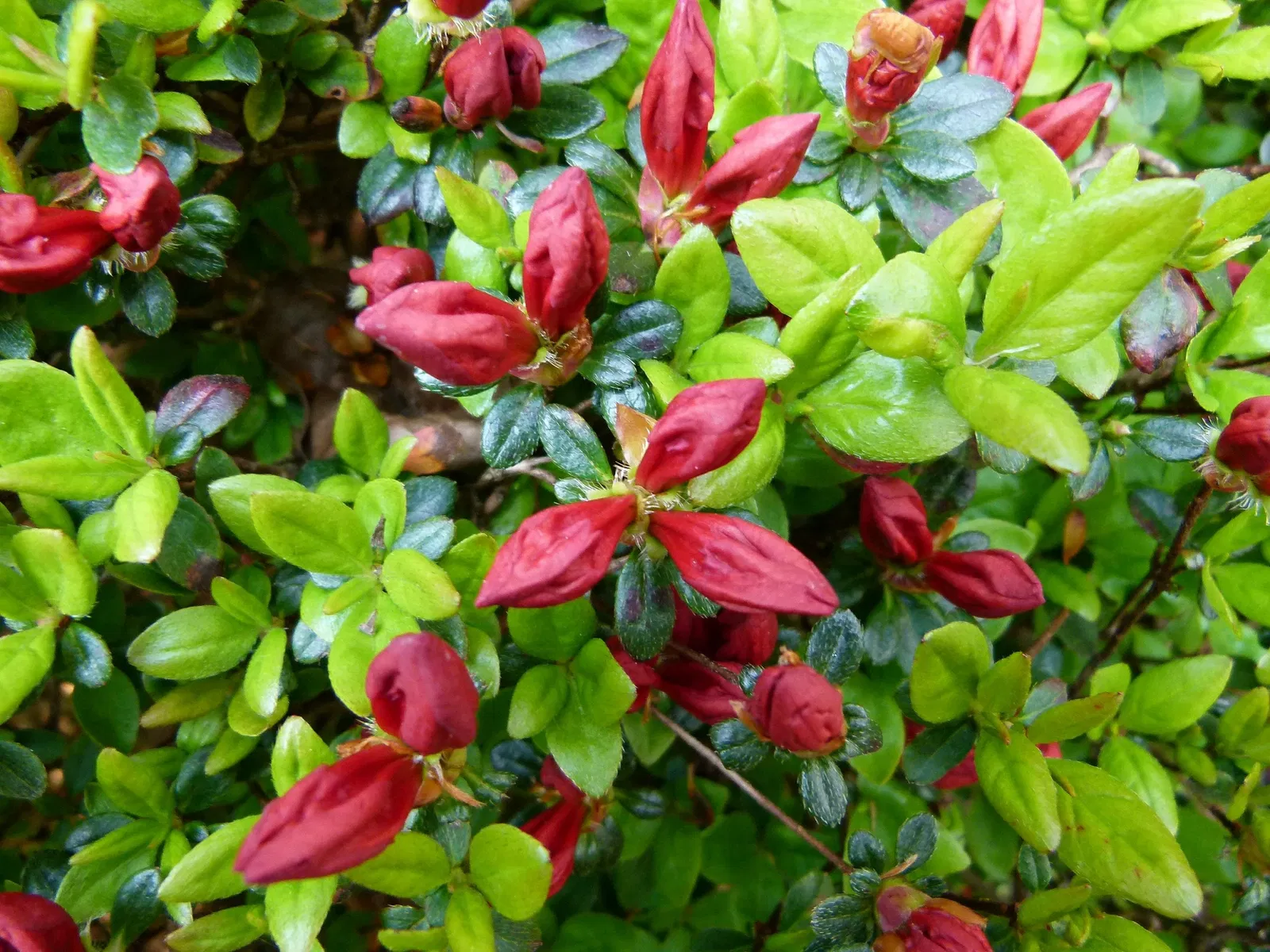 Musée Départemental Albert-Kahn