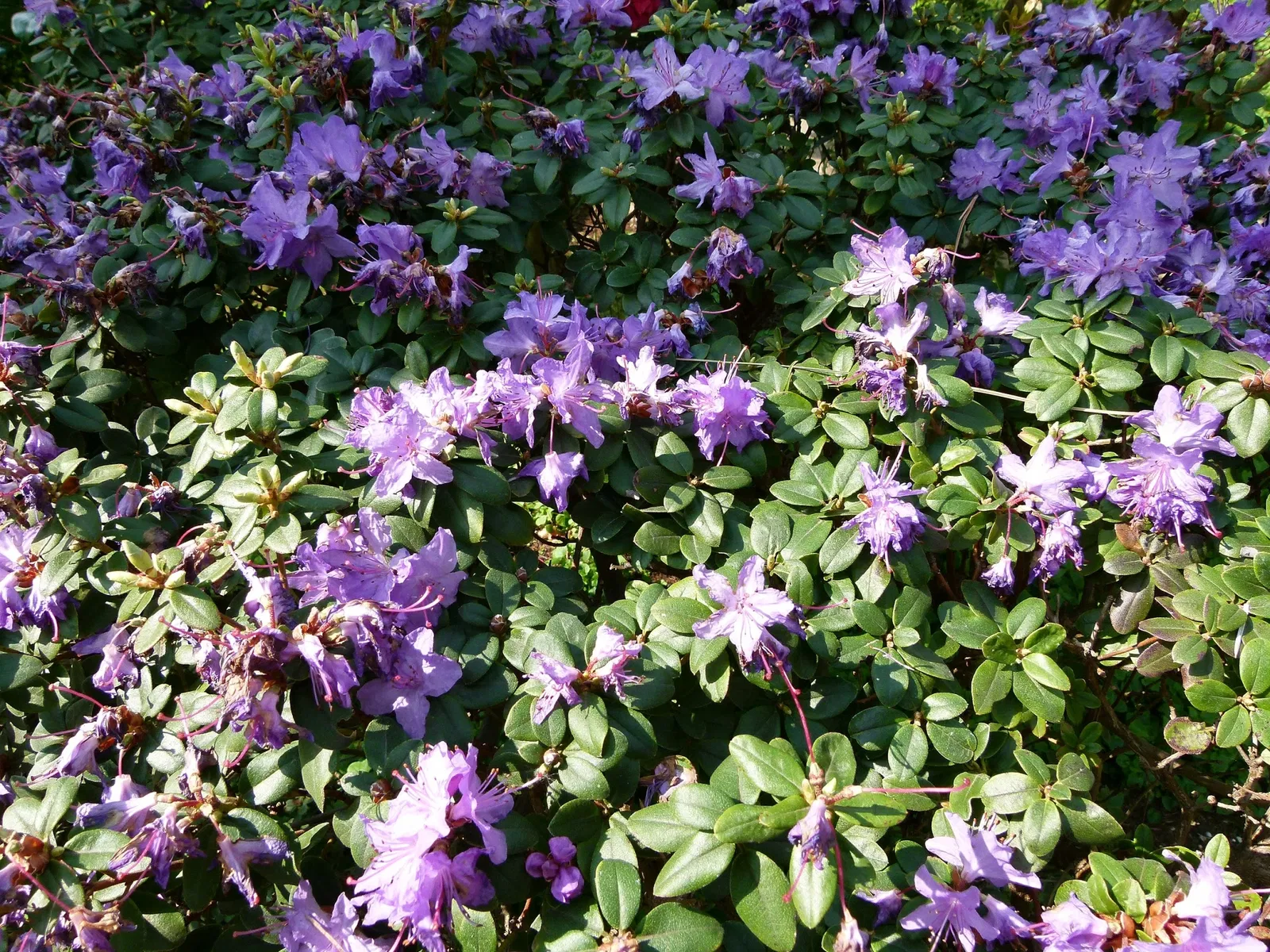 Albert-Kahn Museum and Garden