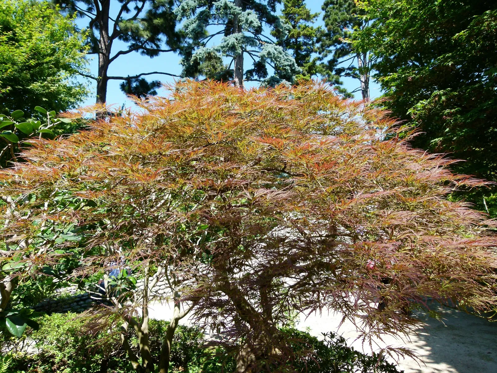 Albert-Kahn Museum and Garden