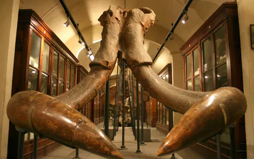Museo Paleontologico di Montevarchi