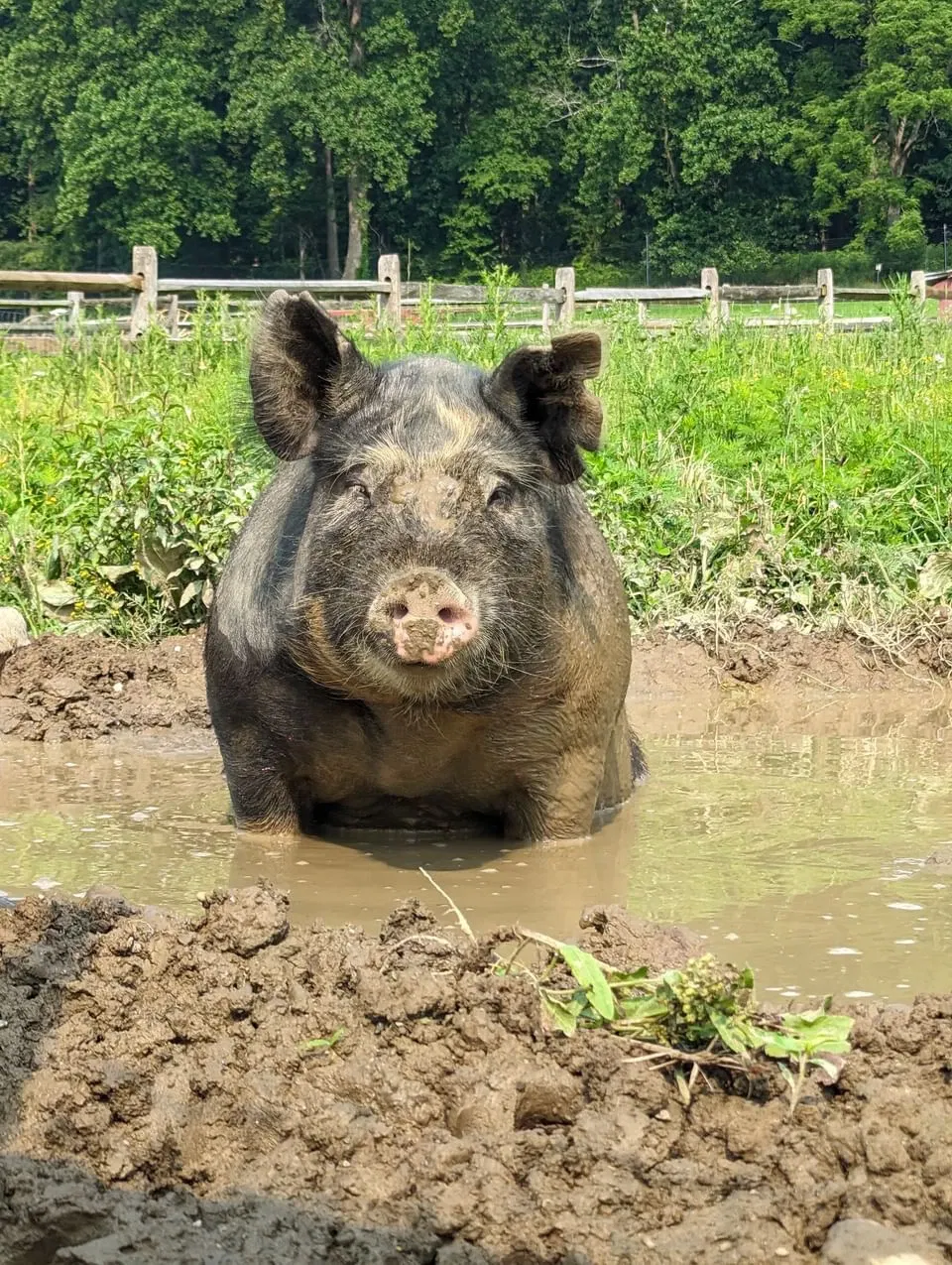 Fosterfields Living Historical Farm