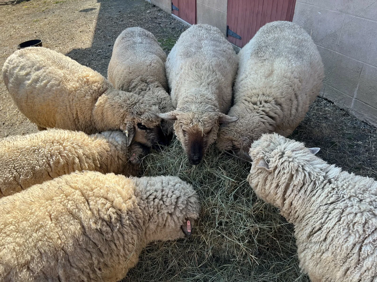 Fosterfields Living Historical Farm