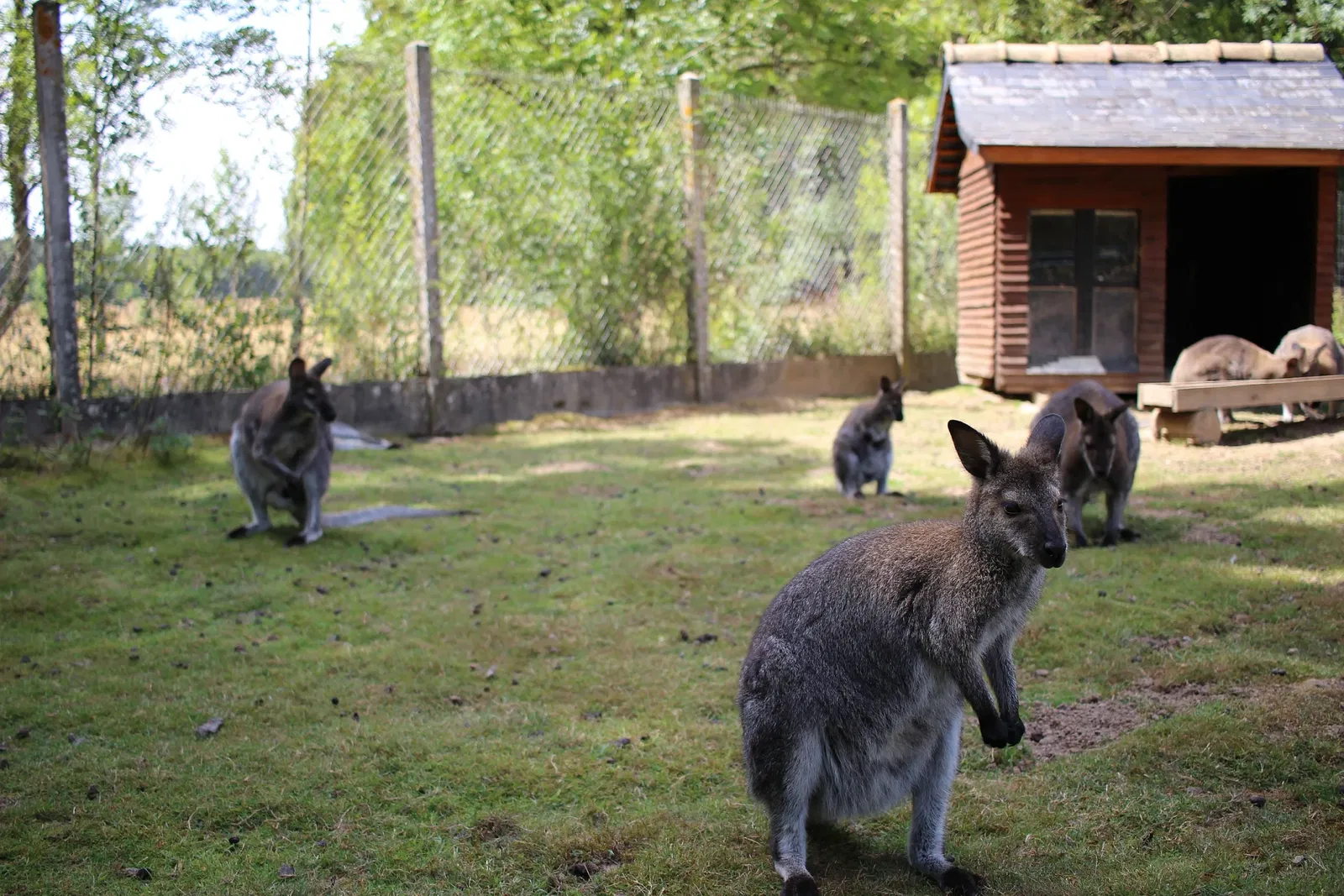 Tickets, Prices & Discounts Safari Train Réserve de Beaumarchais