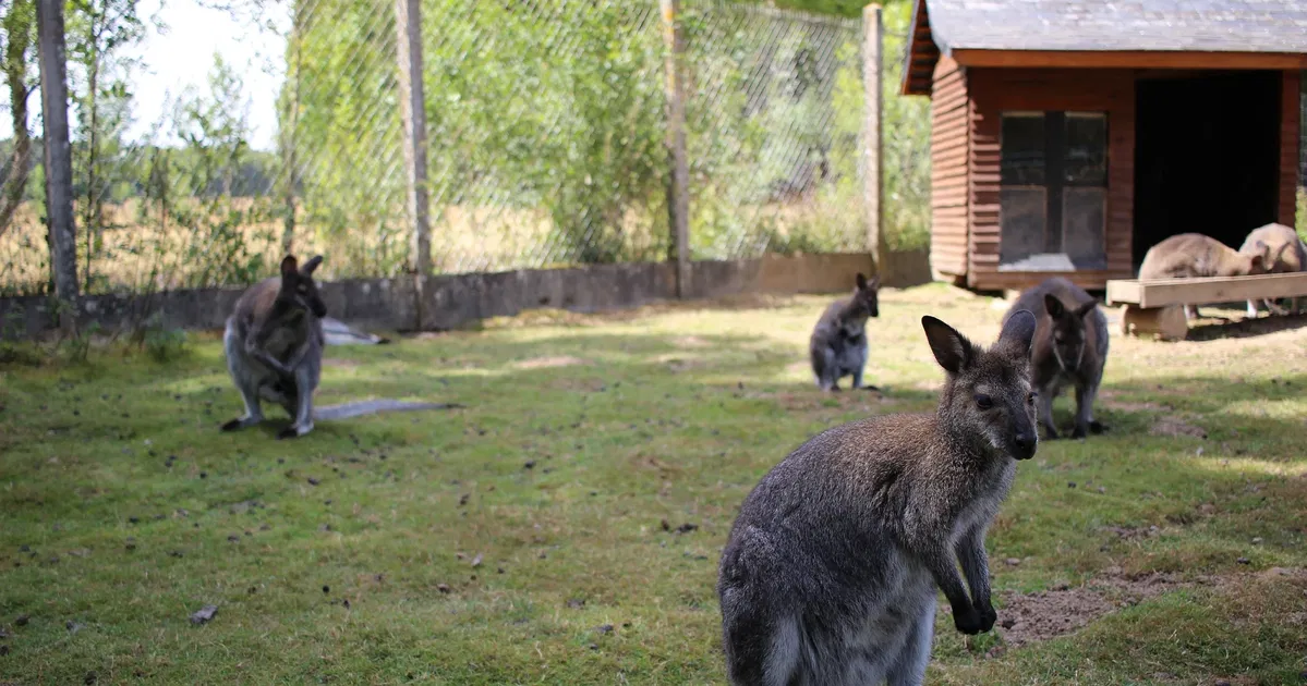 Tickets, Prices & Discounts Safari Train Réserve de Beaumarchais