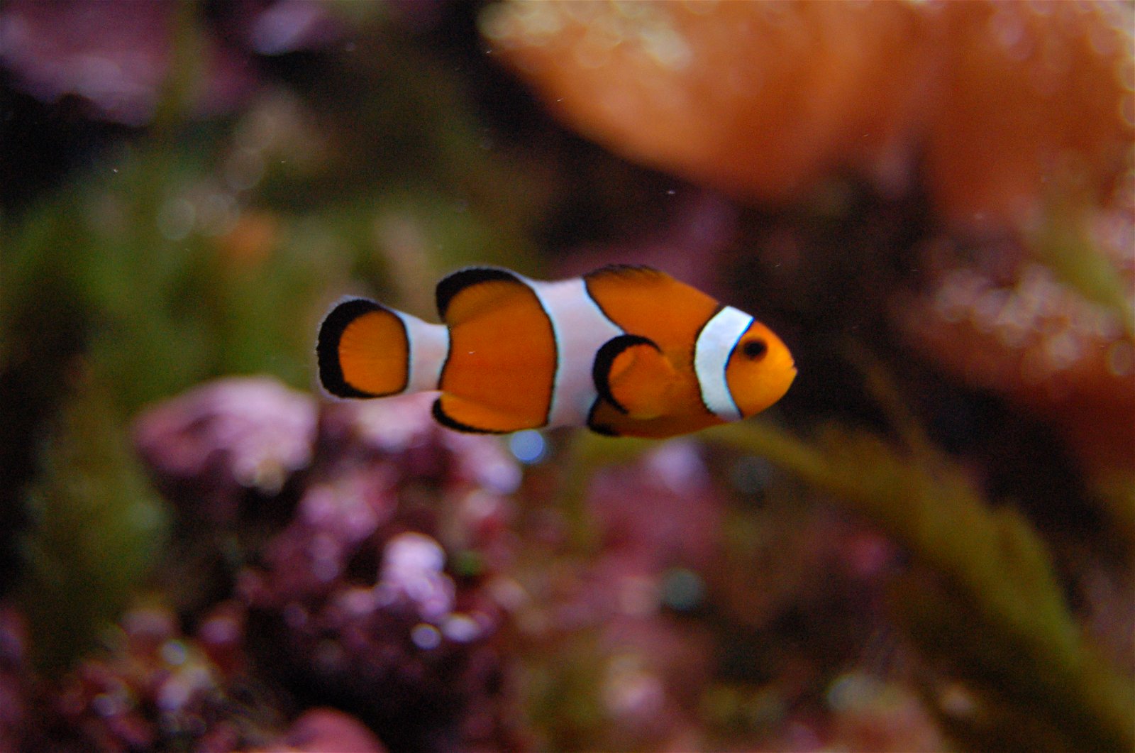 Aquarium de la Porte Dorée