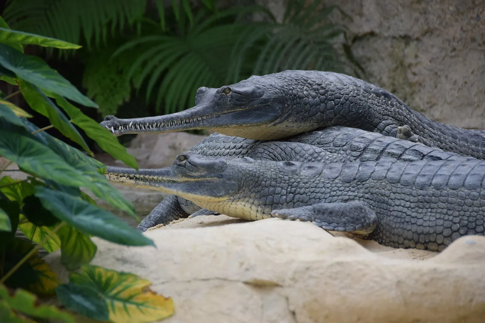 La Ferme aux Crocodiles