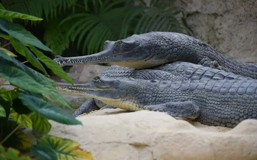 La Ferme aux Crocodiles