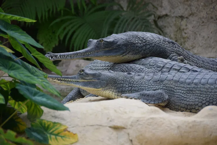 La Ferme aux Crocodiles