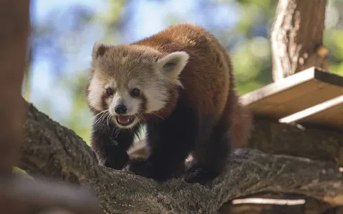 Animal Park Auvergne