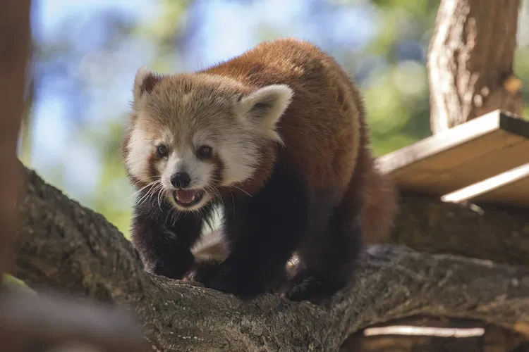 Parc Animalier d'Auvergne