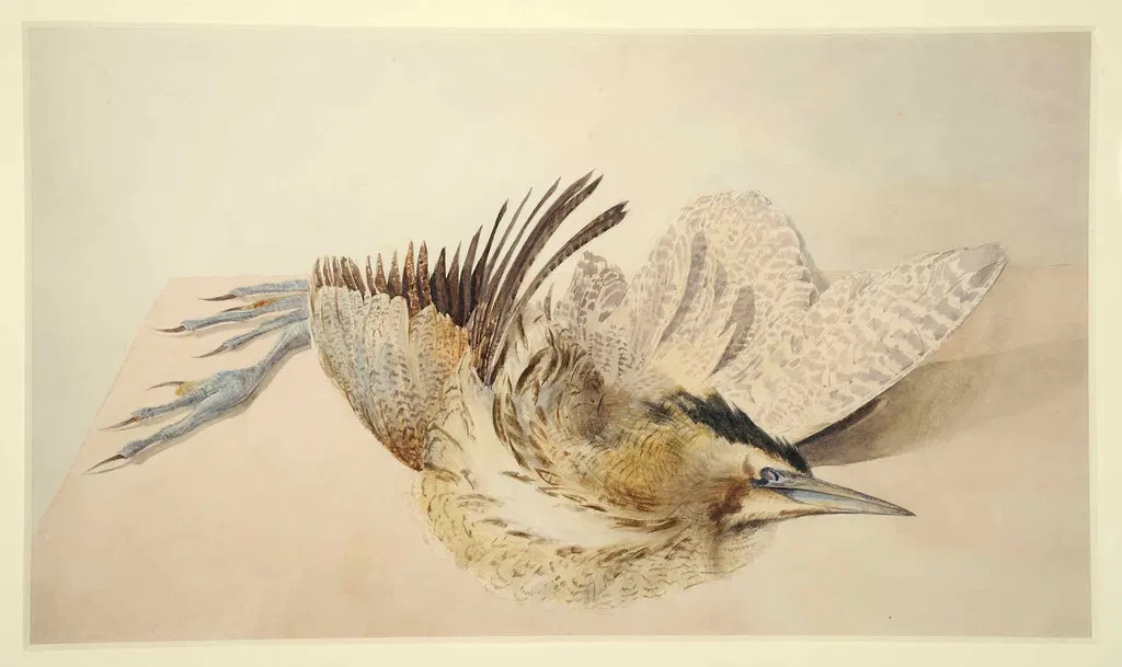 Ecology Gallery