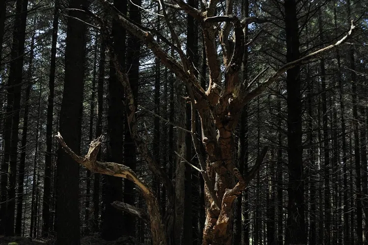 Domaine de Menez Meur