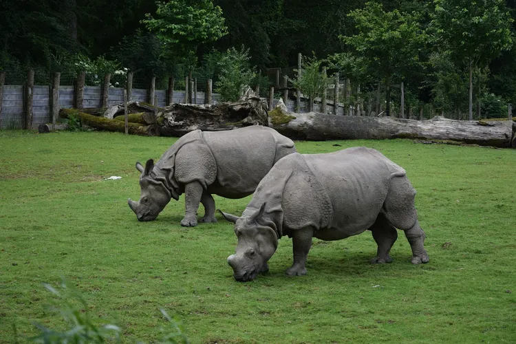 Parc animalier et botanique de Branféré